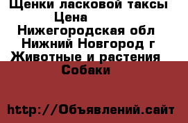 Щенки ласковой таксы. › Цена ­ 3 000 - Нижегородская обл., Нижний Новгород г. Животные и растения » Собаки   